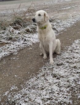 Mischlingswelpen - Germering