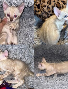 Reinrassige Marble Snow Bengal Kitten - Düsseldorf