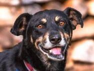 Unser verschmuster Rudi sucht Dich - Kallmünz