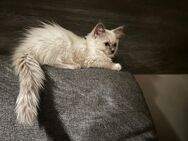 Babykitten Ragdoll - Ansbach