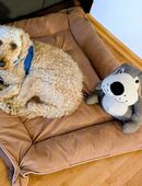 Herzensbrecher Timmy – kleiner Pudel, perfekter Familienhund in 55126