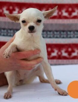 FLOCKE - ein liebevolles Zuhause finden - Overath