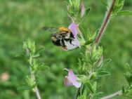 Dorniger Hauhechel (Ononis spinosa) - Horgenzell