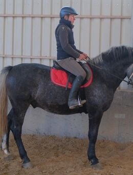 Lipizzanerwallach Pajkos - Buttstädt