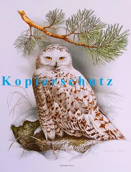 Rarität Aquarell Naturmotiv Schnee Eule Kunstdruck Reproduktion - Lüneburg