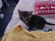 Katzen Baby zu verkaufen - Herford (Hansestadt)