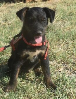 Sid - auf ICE AGE Spuren - Süderbrarup