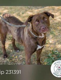 Chip 231391: sucht ein Zuhause - Kirchzell