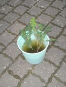 Kleine Eiben, Sträucher, Wilder Wein, Lilien, Himbeerableger in 56648