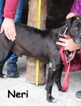 Neri Imposanter Rüde sucht ... - Kissing