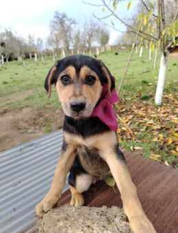 Luna sucht ihre Familie - Berlin