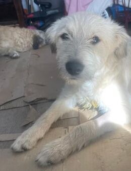 Stella sucht ein Zuhause - Olfen