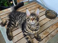 Maine Coon 4 Monate - 3,7 Kg - Kater - Rastatt