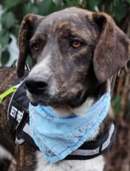 LEON - wartet auf sein Glück! - Sulzbach-Laufen