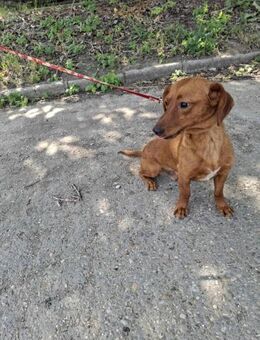 Der liebe Fredi ist sehr verschmust ! - Dortmund