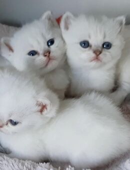 BKH Britisch kurzhaar kitten kater blaue Augen - Hünstetten