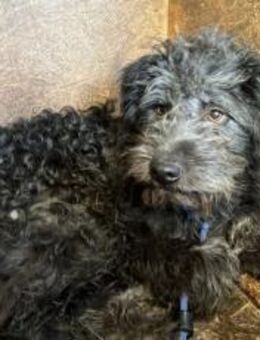 Poschel verdient eine Chance! - München