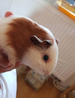 Meerschweinchen Böckchen - Nußloch