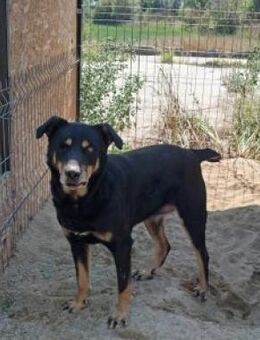 Unochi 47 cm - Alpenrod