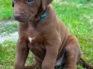 Rhodesian Ridgeback mit Papieren - Westerkappeln
