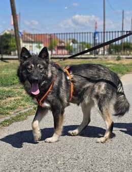 ❤️ Zony - Kissing