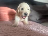 Golden Retriever Welpen - Kehl