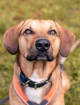 FreddiEin richtig toller Hundekumpel💛 - München
