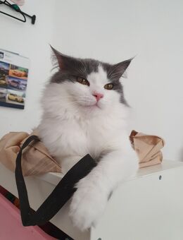 Maine Coon x British Langhaar Mix Kitten - Plauen