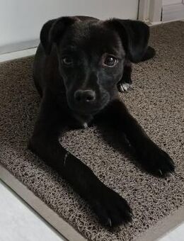 🌼Junghündin Rosie sucht großes Glück 🐾 - Eislingen (Fils)