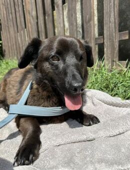 Brownie, lebensfroher Rüde, ca. 3 Jahre - Vaterstetten
