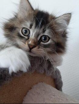 Katzenschwestern suchen für immer Zuhause - Oberhausen