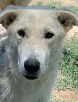 Boybro, geb. ca. 04/2019 Griechenland - Markdorf