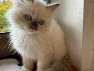 Wunderschöne Ragdoll Kitten - Lohmar