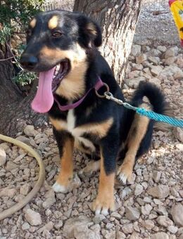 💛 BOUBIS 💛 - MIT DEM HERZ AUS GOLD! - Alfeld (Leine)