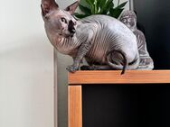 Sphynx Deckkater - Gelsenkirchen Rotthausen