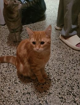 Wir suchen dringend ein neues Zuhause - Berlin Tempelhof-Schöneberg