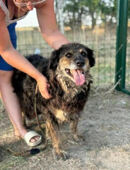 Teddy wartet immer noch auf seine Chance - Nordwalde