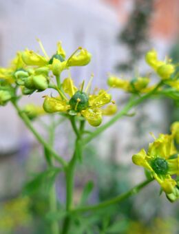 Samen WEIN-RAUTE (Ruta graveolens) heimische Wildstaude Naturgarten Würzkraut - Frankfurt (Main)