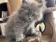 Perser/Maine Coon Kitten - Mücke