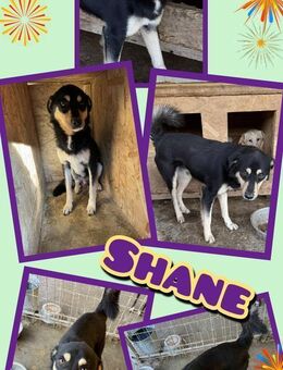 Toller Shane- bald in München! - Nürnberg