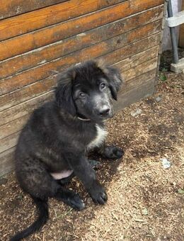 Das letzte hsh weibchen sucht noch ein zuhause auf Lebenszeit - Krefeld