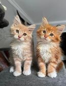 Maine Coon Kitten Katze Kater in 23970