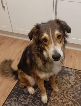 Verschmuster Vanya sucht seine Familie - Duisburg