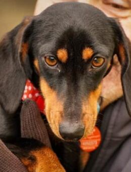 Lilly - liebe anhängliche kleine Hündin - Lohmar