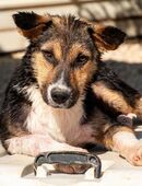 Rixa: junge Hundedame sucht ihr Zuhause in 77652