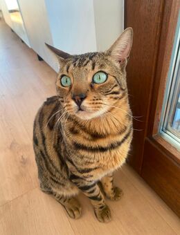 Liebevoller Bengal-Kater Mitsuo sucht ein Zuhause ❤️ - Rüsselsheim