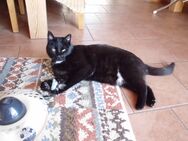 2 Katzen suchen ein neues Zuhause - Hamberge