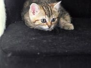 Katzen in gute Hände abzugeben - Wuppertal