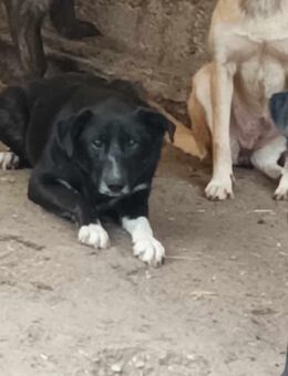 Finka sucht Dich! - Langenhagen