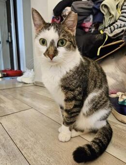 Candy freundliche Kinderkatze - Unterföhring